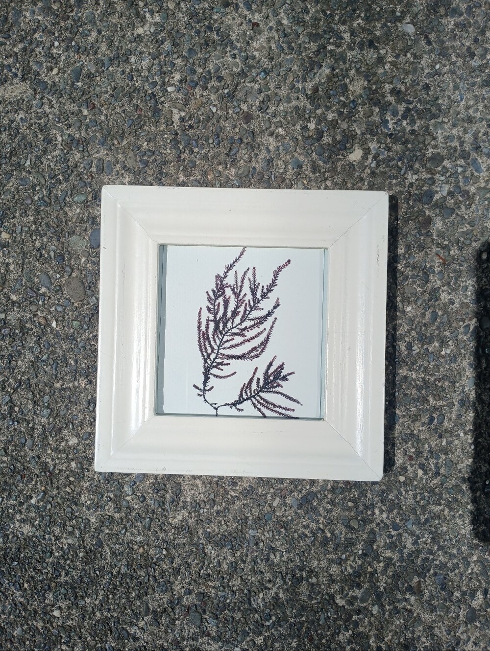 White Framed Pressed Seaweed